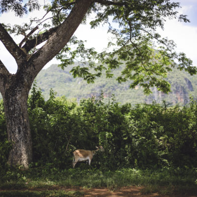 Valle de Viñales