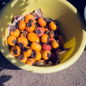 Kakis, fruits from the most common fruit tree in Japan. Eduardo's farm, Huaral, 2017. / Kakis, fruits de l'arbre fruitier le plus répandu au Japon. Ferme d'Eduardo, Huaral, 2017.