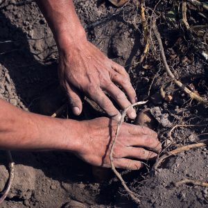Eduardo's hands searching for sweet potatoes. Huaral, 2017. / Les mains d'Eduardo à la recherche de patates douces. Huaral, 2017.