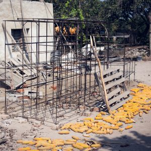 Eduardo's farm. Huaral, 2017. / La ferme d'Eduardo. Huaral, 2017.