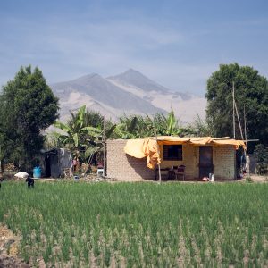 View of Eduardo's land. According to a legend, the Incas sent a bull at the top of the hill to hide a golden treasure. Huaral, 2017. / Vue du terrain d'Eduardo. Une légende raconte que les incas envoyèrent un taureau en haut de la colline pour y cacher un trésor en or. Huaral, 2017.