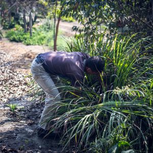 Eduardo and lemon grass. Huaral, 2017. / Eduardo et la citronnelle. Huaral, 2017.