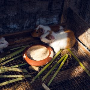 Cuys or guinea pigs in the Kobayashi family's garden. The guinea pig is a culinary speciality from the Peruvian Andes. Huaral, 2017. / Cuys ou cochons d'Inde dans le jardin de la famille Kobayashi. Le cochon d'Inde est une spécialité gastronomique des Andes péruviennes. Huaral, 2017