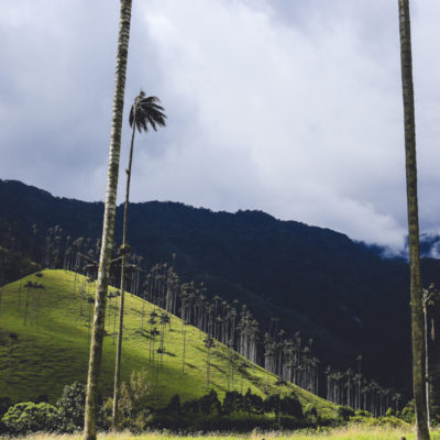 Vallee del Cocora